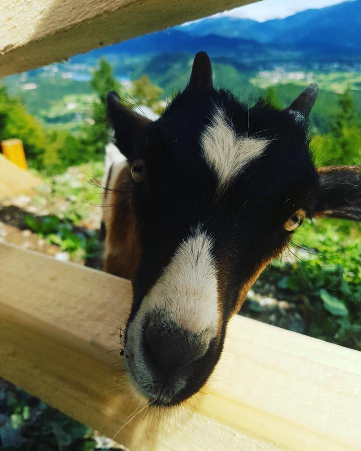 Koca Na Talezu Bed and Breakfast Ribno Buitenkant foto